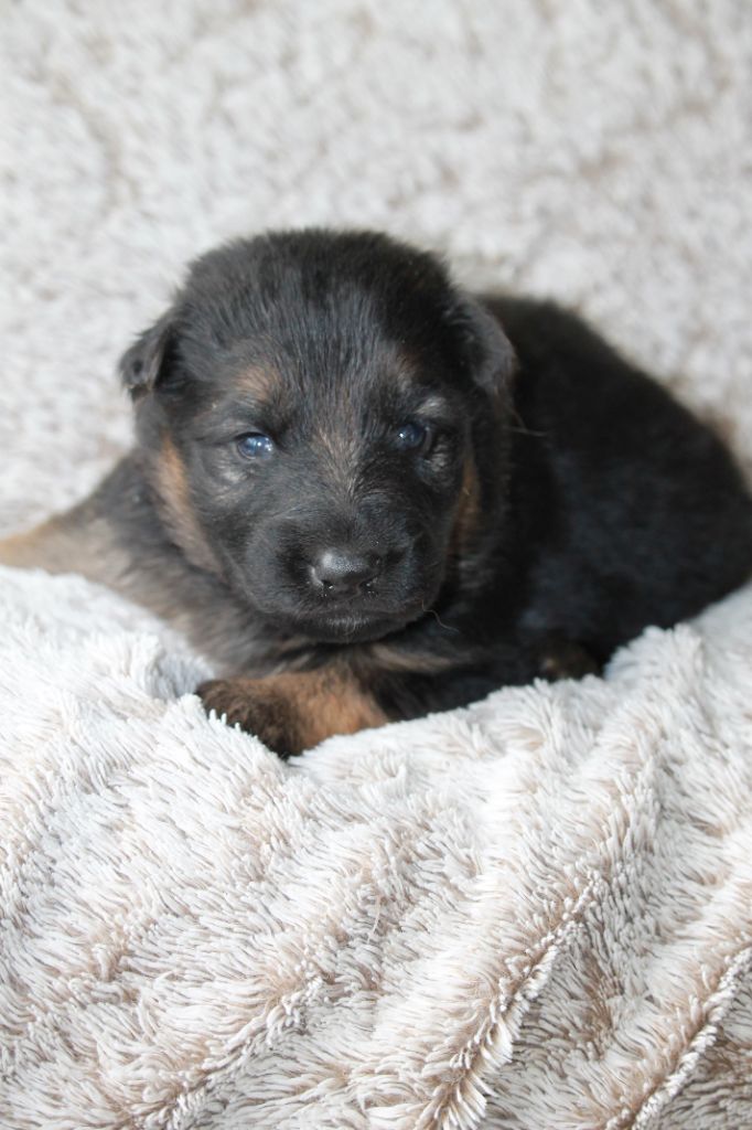 des Plaines de Champagne - Chiots disponibles - Berger Allemand Poil Long