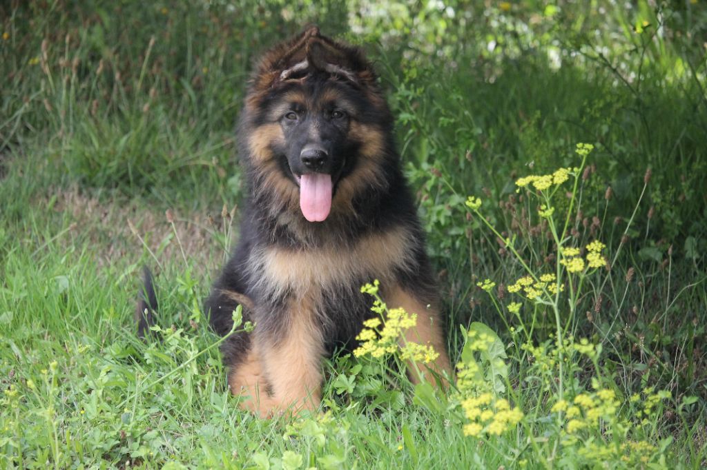 des Plaines de Champagne - Chiots disponibles - Berger Allemand Poil Long