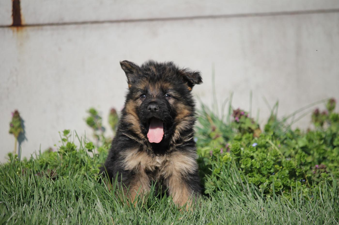 Chiot Berger Allemand Poil Long des Plaines de Champagne