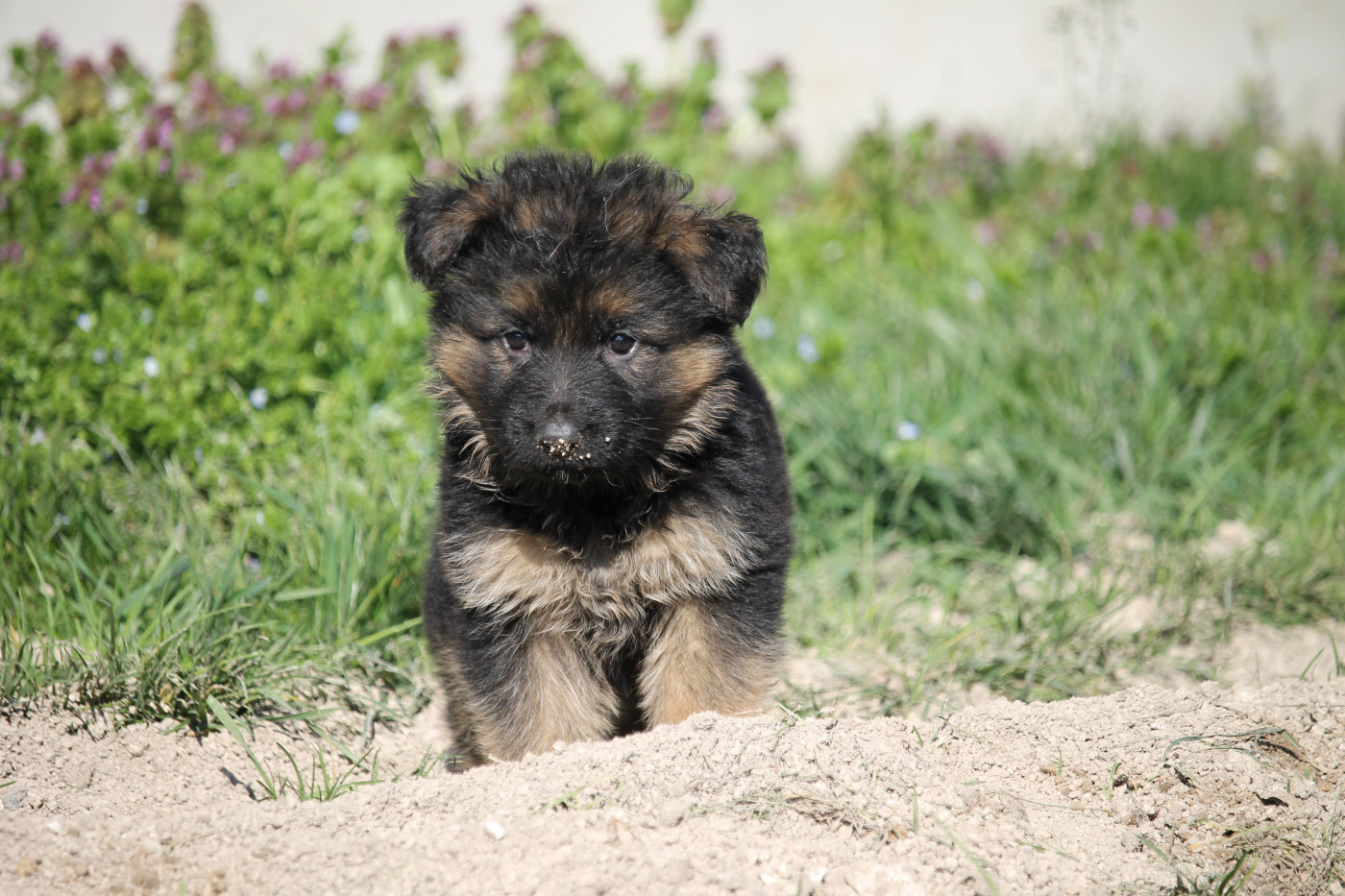 des Plaines de Champagne - Chiots disponibles - Berger Allemand Poil Long