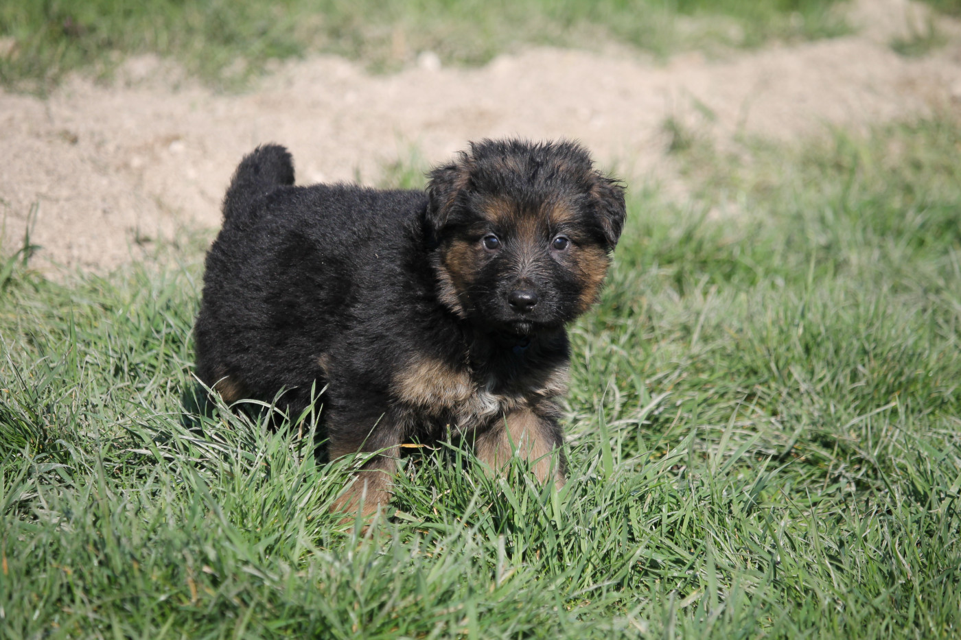 des Plaines de Champagne - Chiots disponibles - Berger Allemand Poil Long