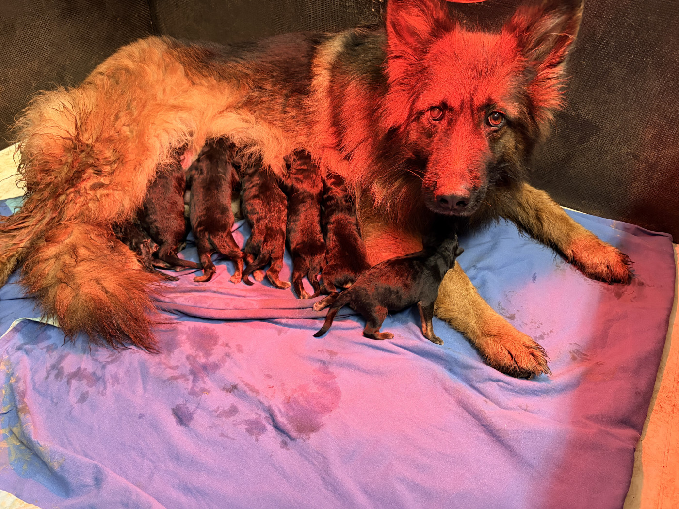 Chiot Berger Allemand Poil Long des Plaines de Champagne