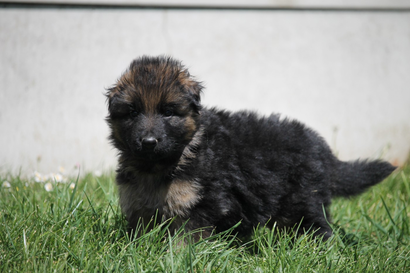 des Plaines de Champagne - Chiots disponibles - Berger Allemand Poil Long
