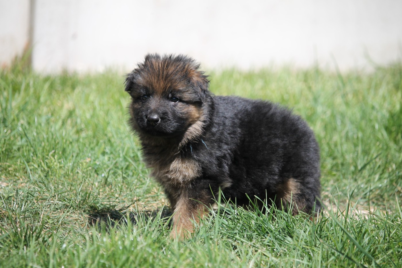des Plaines de Champagne - Chiots disponibles - Berger Allemand Poil Long