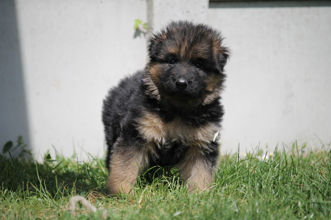 des Plaines de Champagne - Chiots disponibles - Berger Allemand Poil Long