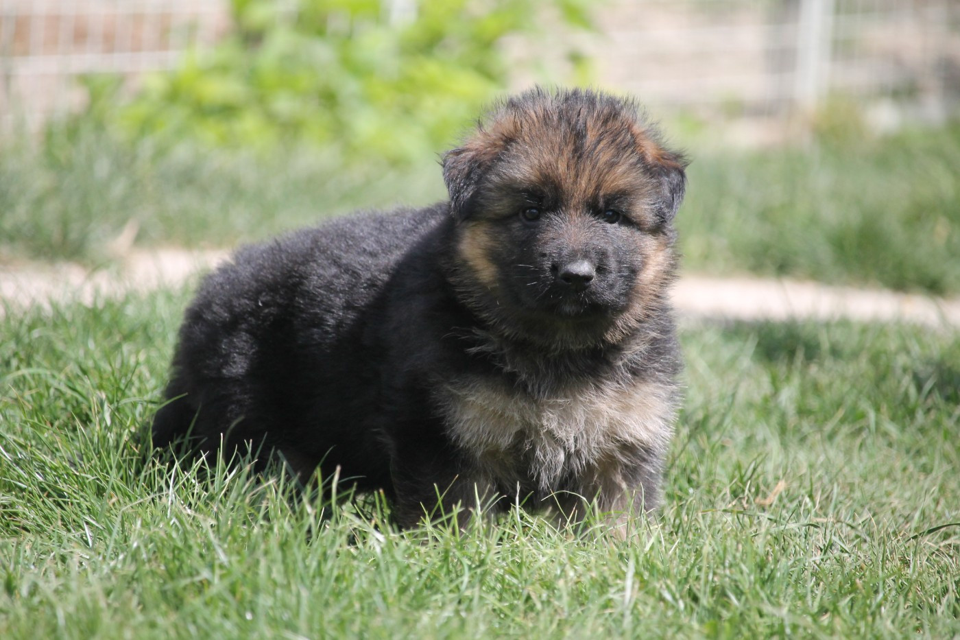 des Plaines de Champagne - Chiots disponibles - Berger Allemand Poil Long