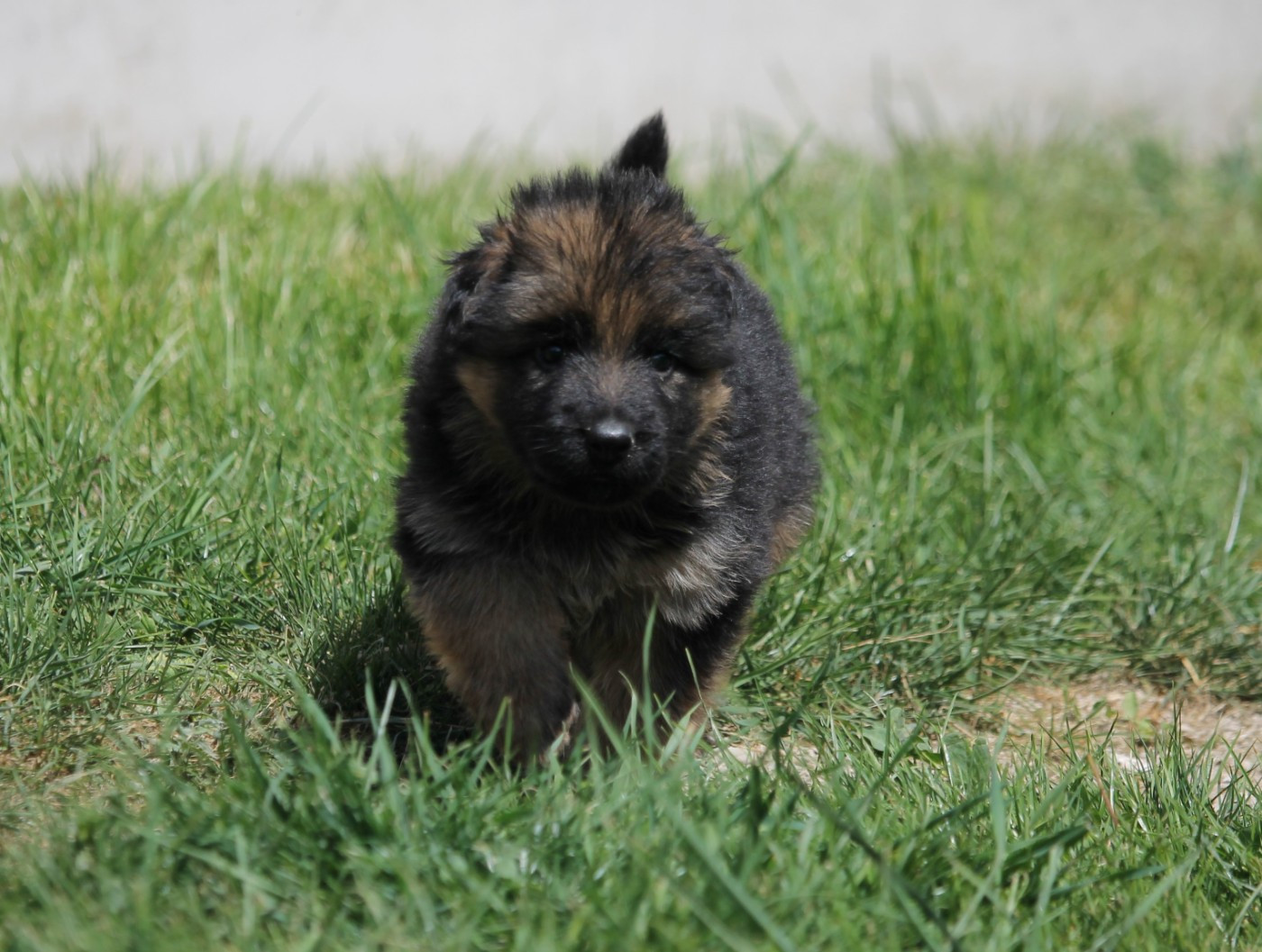 des Plaines de Champagne - Chiots disponibles - Berger Allemand Poil Long