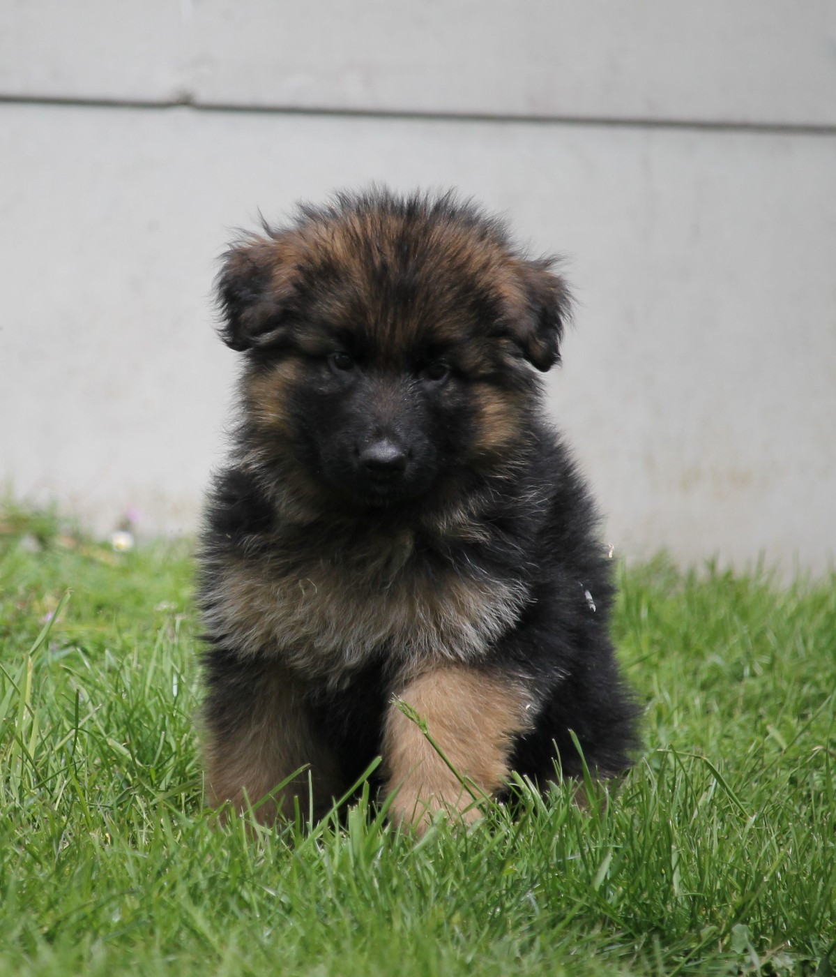 des Plaines de Champagne - Chiots disponibles - Berger Allemand Poil Long