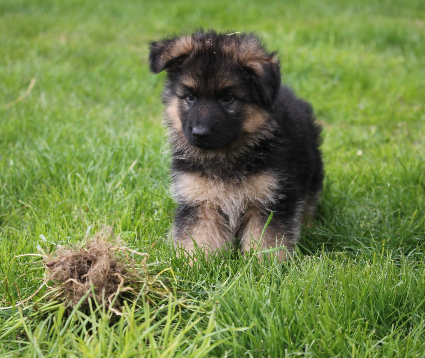 des Plaines de Champagne - Chiots disponibles - Berger Allemand Poil Long