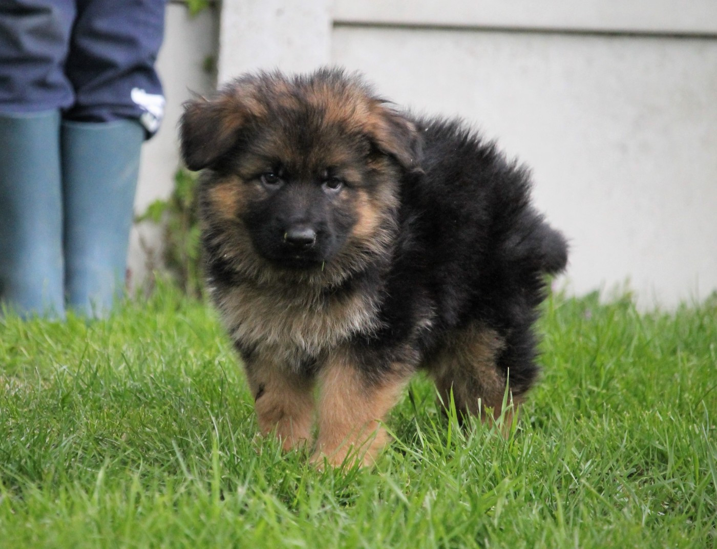 des Plaines de Champagne - Chiots disponibles - Berger Allemand Poil Long