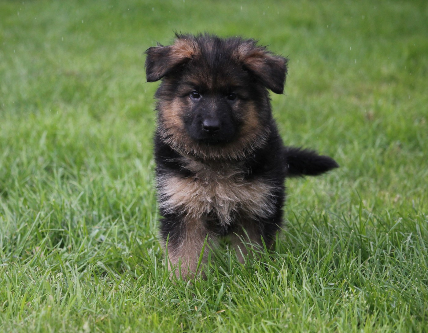 des Plaines de Champagne - Chiots disponibles - Berger Allemand Poil Long