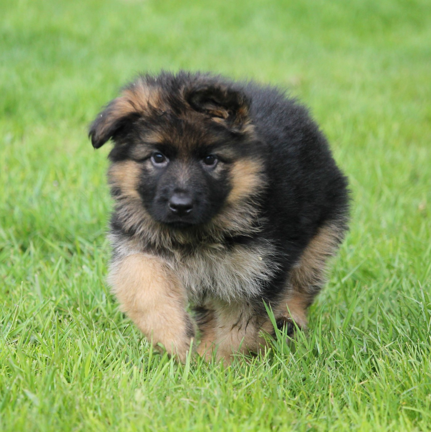 des Plaines de Champagne - Chiots disponibles - Berger Allemand Poil Long