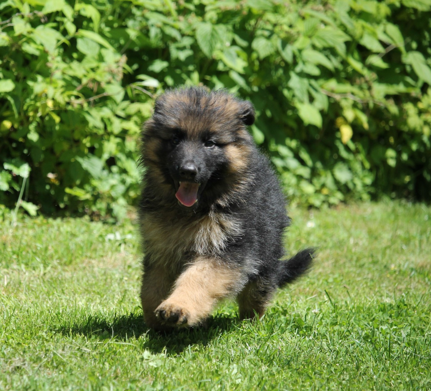 des Plaines de Champagne - Chiots disponibles - Berger Allemand Poil Long