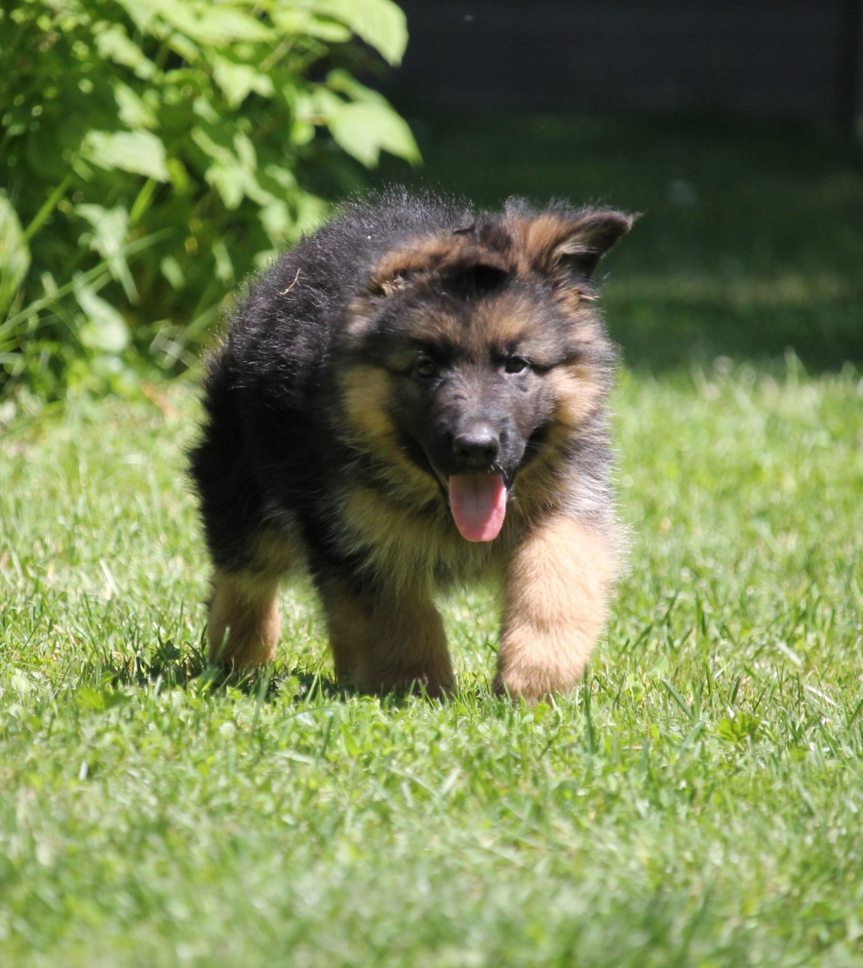 des Plaines de Champagne - Chiots disponibles - Berger Allemand Poil Long