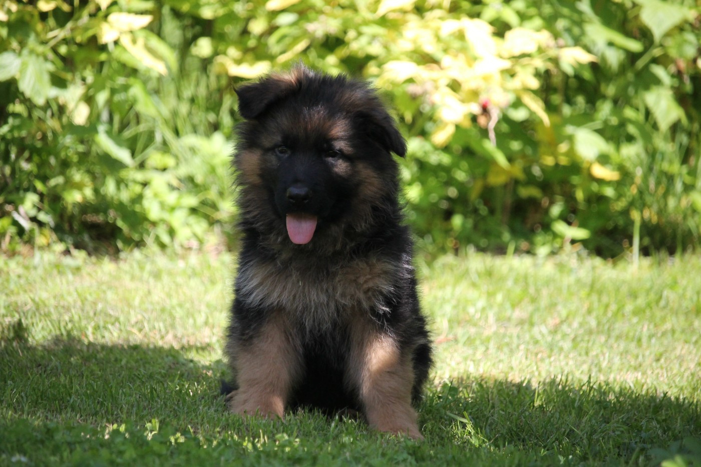 des Plaines de Champagne - Chiots disponibles - Berger Allemand Poil Long