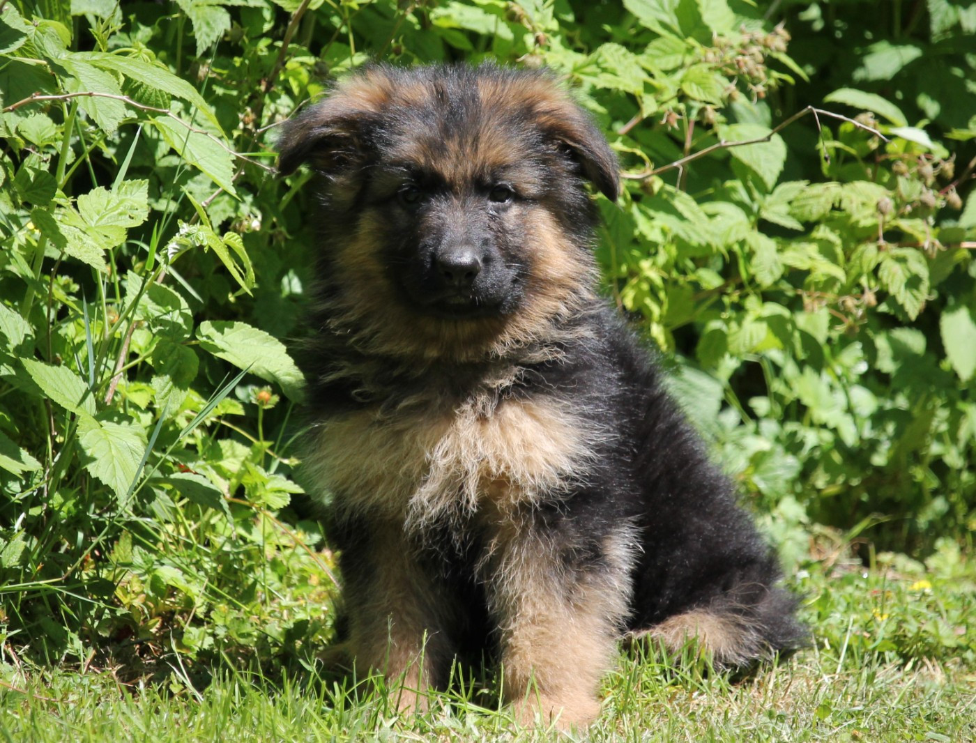 des Plaines de Champagne - Chiots disponibles - Berger Allemand Poil Long