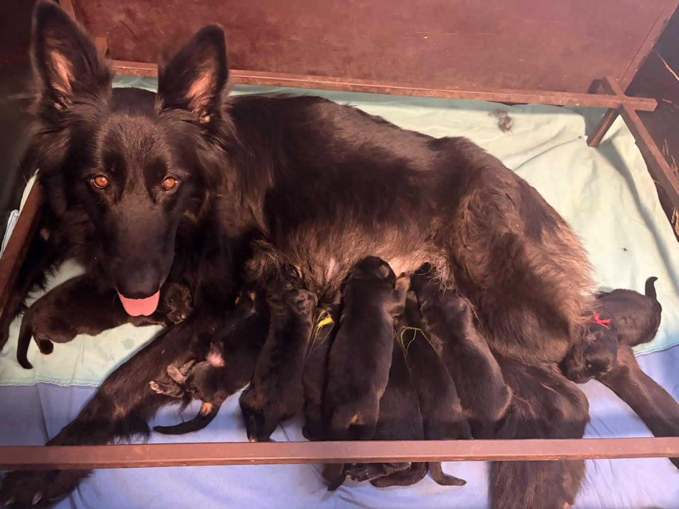 Chiot Berger Allemand Poil Long des Plaines de Champagne