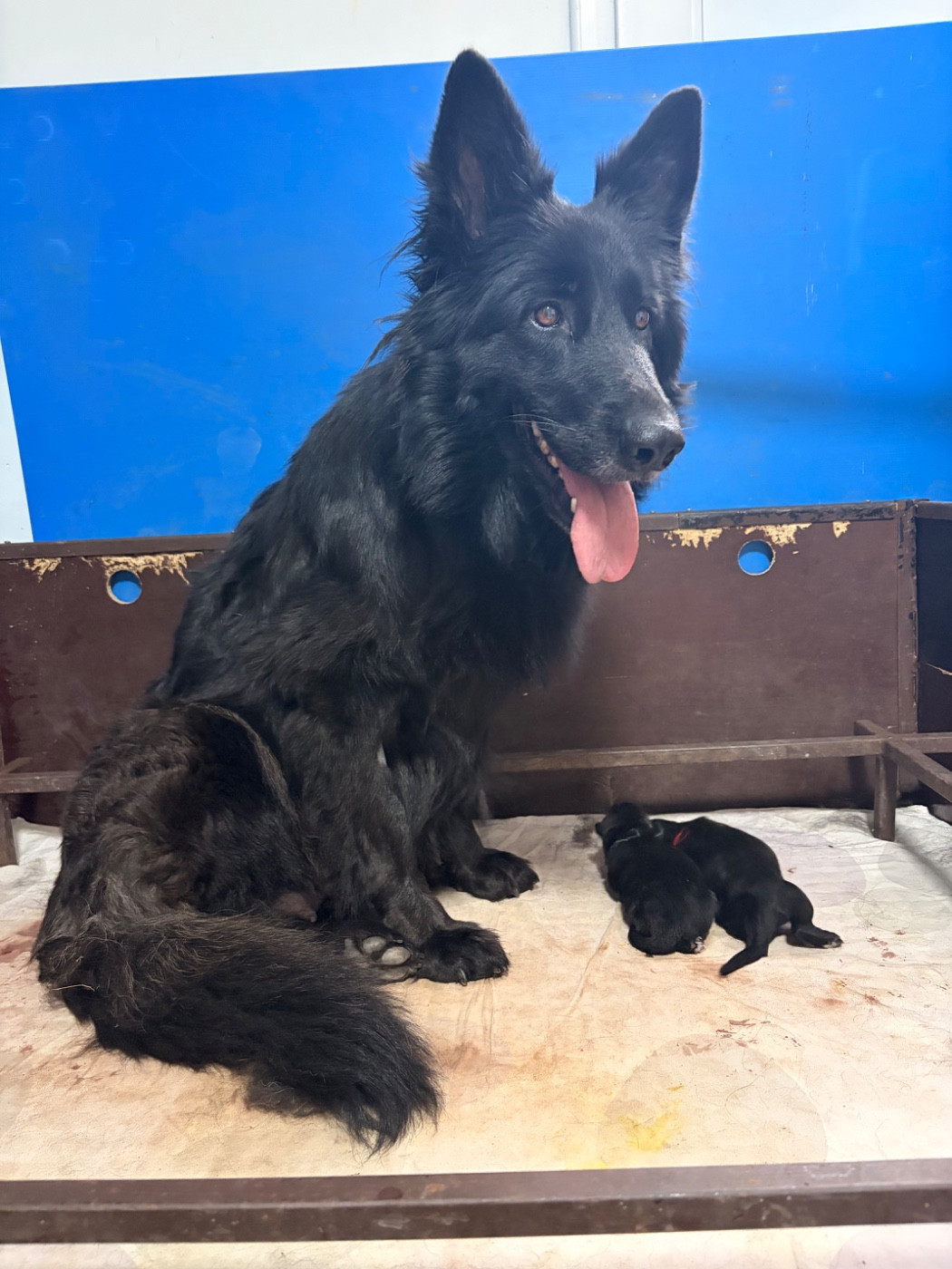 des Plaines de Champagne - Chiots disponibles - Berger Allemand Poil Long