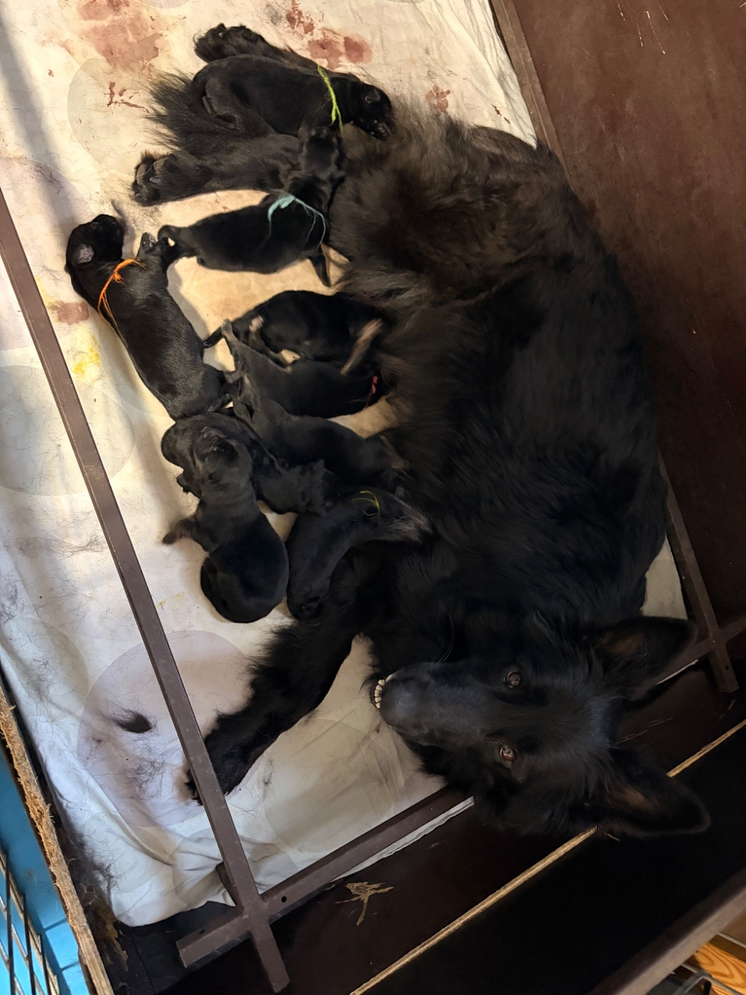 des Plaines de Champagne - Chiots disponibles - Berger Allemand Poil Long