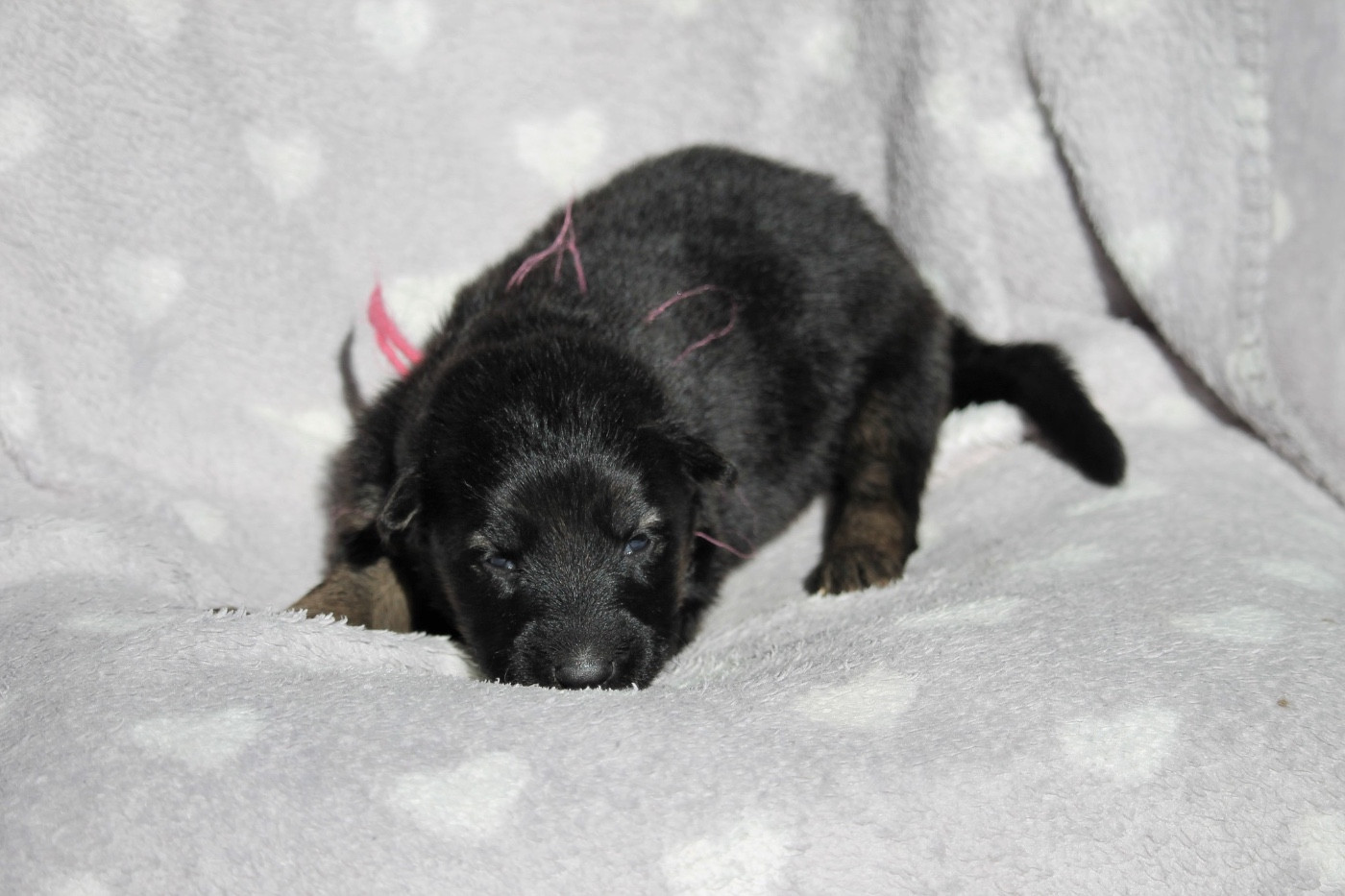 des Plaines de Champagne - Chiots disponibles - Berger Allemand Poil Long