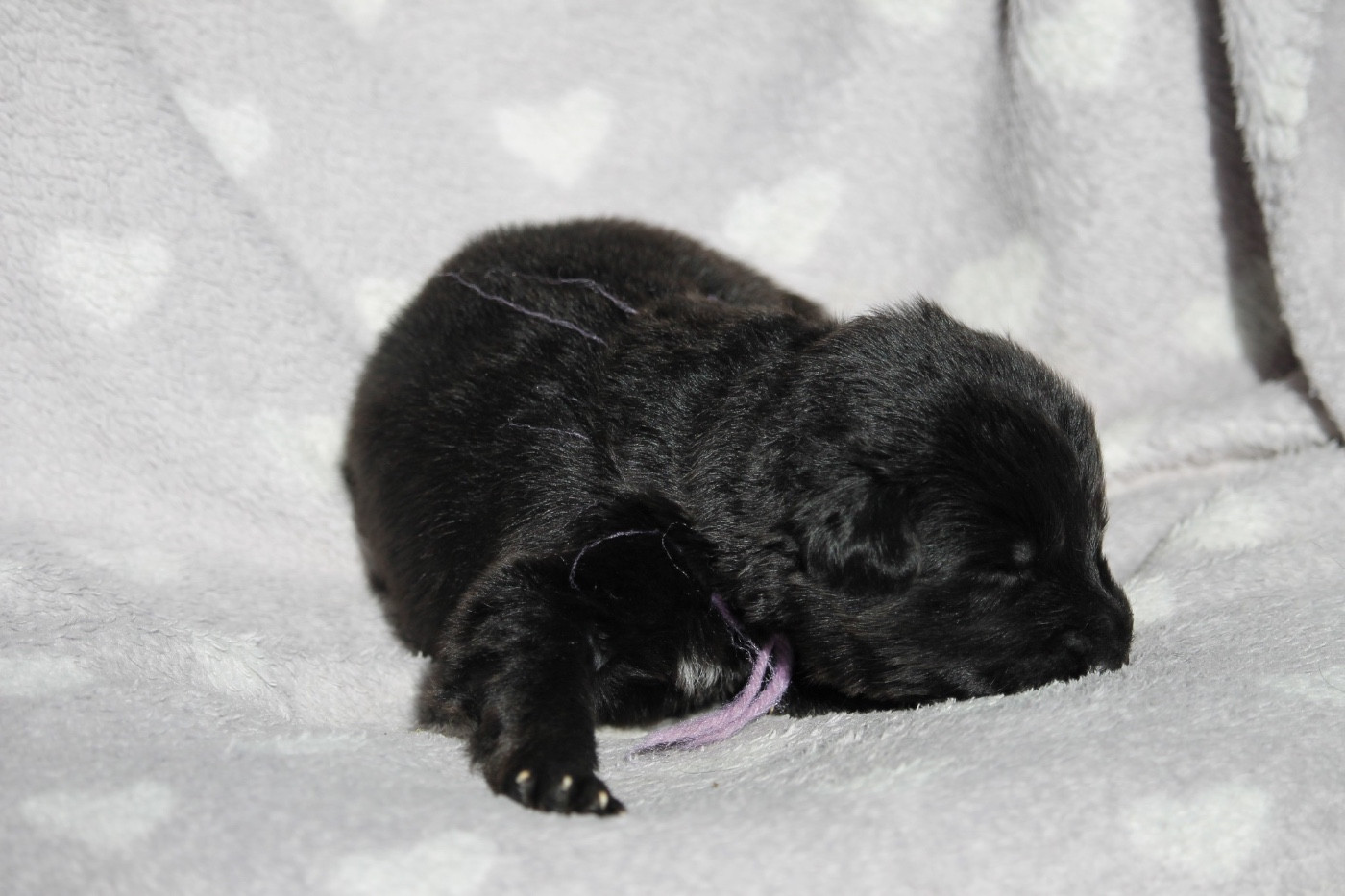 des Plaines de Champagne - Chiots disponibles - Berger Allemand Poil Long