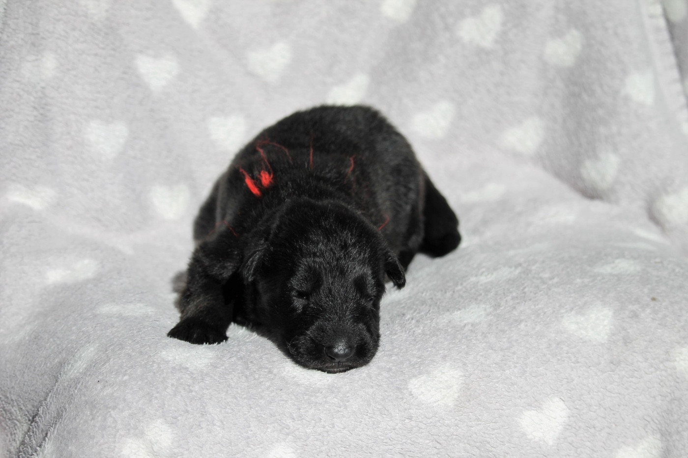 des Plaines de Champagne - Chiots disponibles - Berger Allemand Poil Long