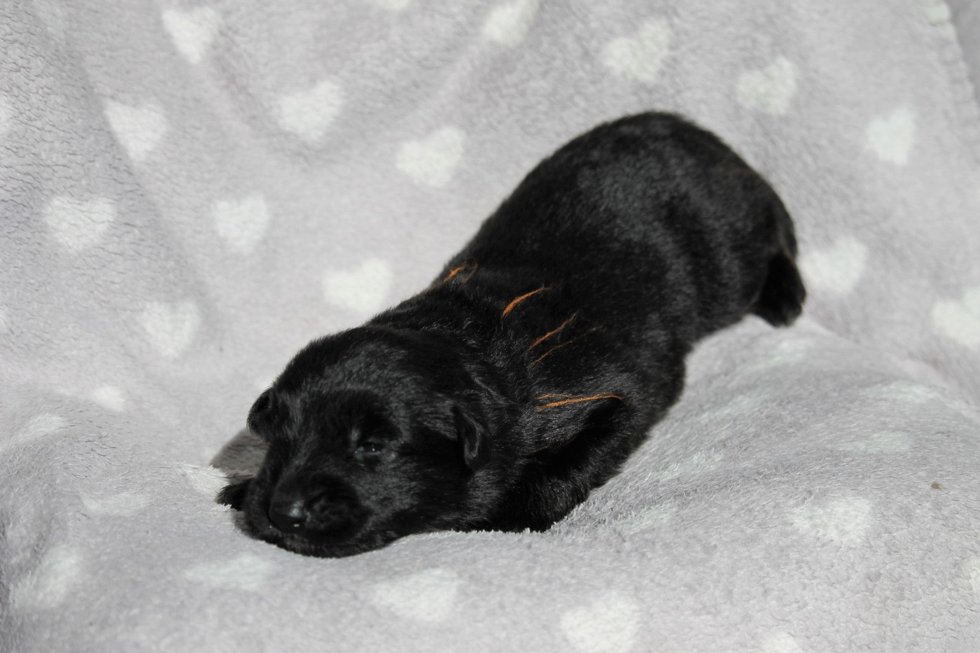 des Plaines de Champagne - Chiots disponibles - Berger Allemand Poil Long