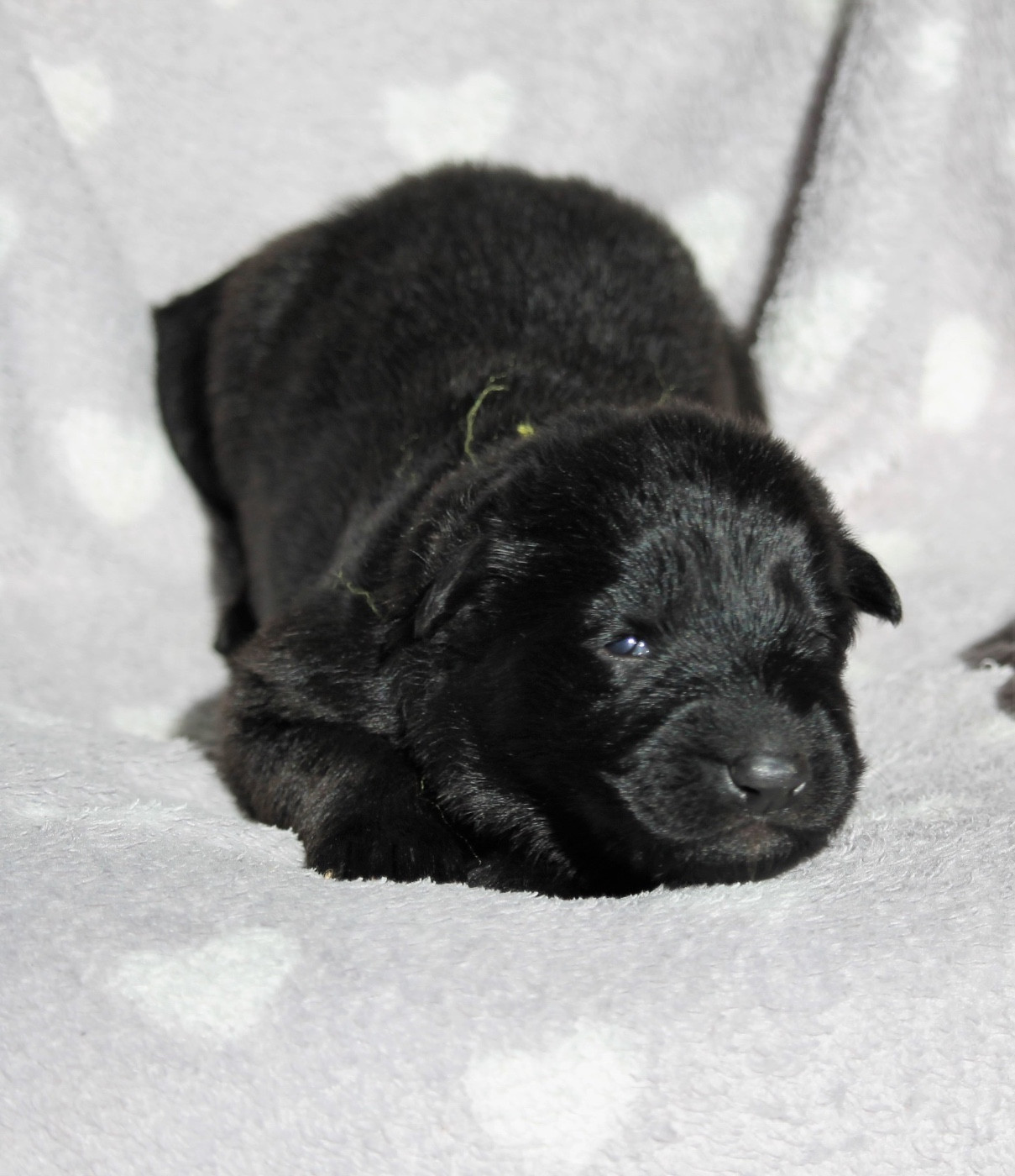 des Plaines de Champagne - Chiots disponibles - Berger Allemand Poil Long