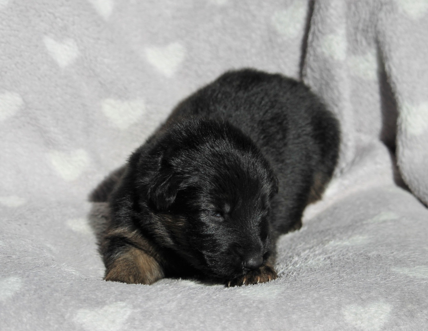 des Plaines de Champagne - Chiots disponibles - Berger Allemand Poil Long