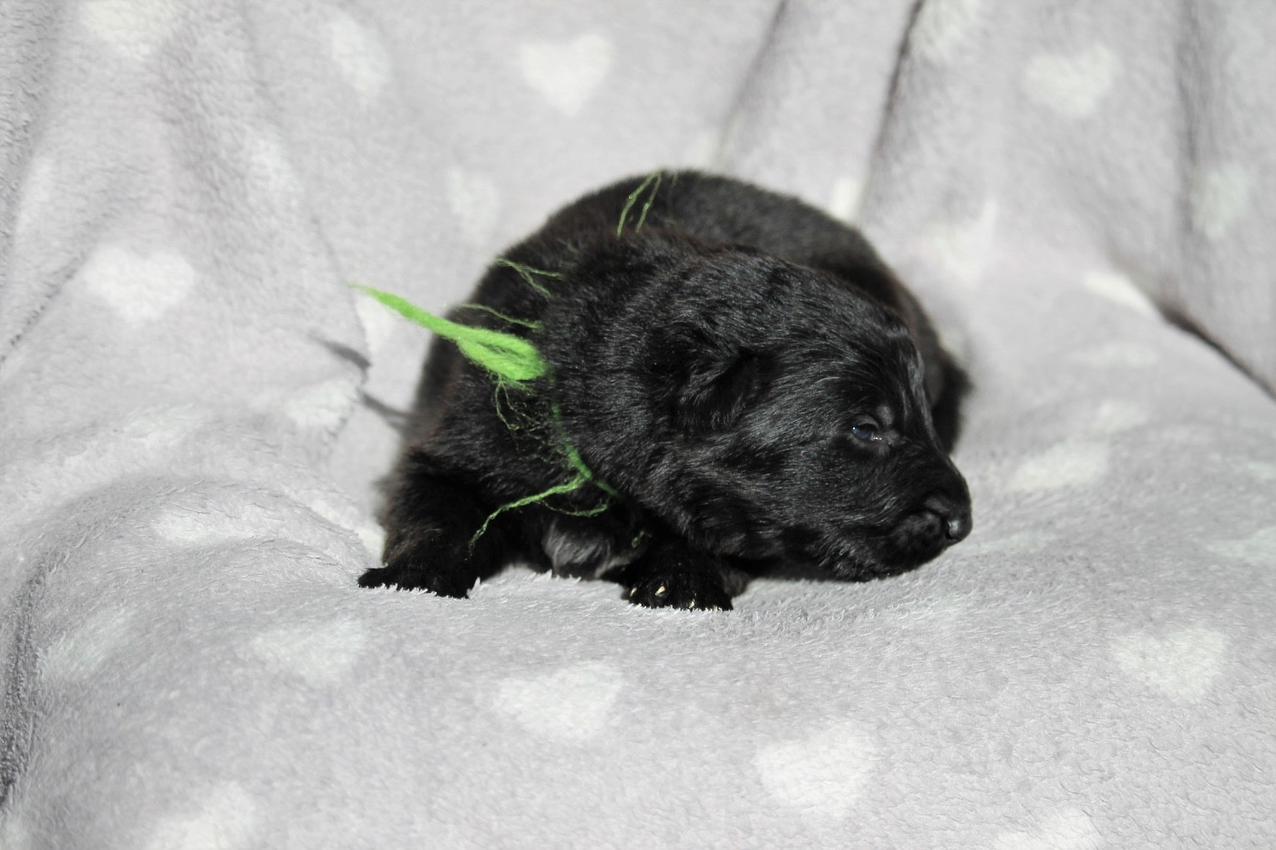 des Plaines de Champagne - Chiots disponibles - Berger Allemand Poil Long