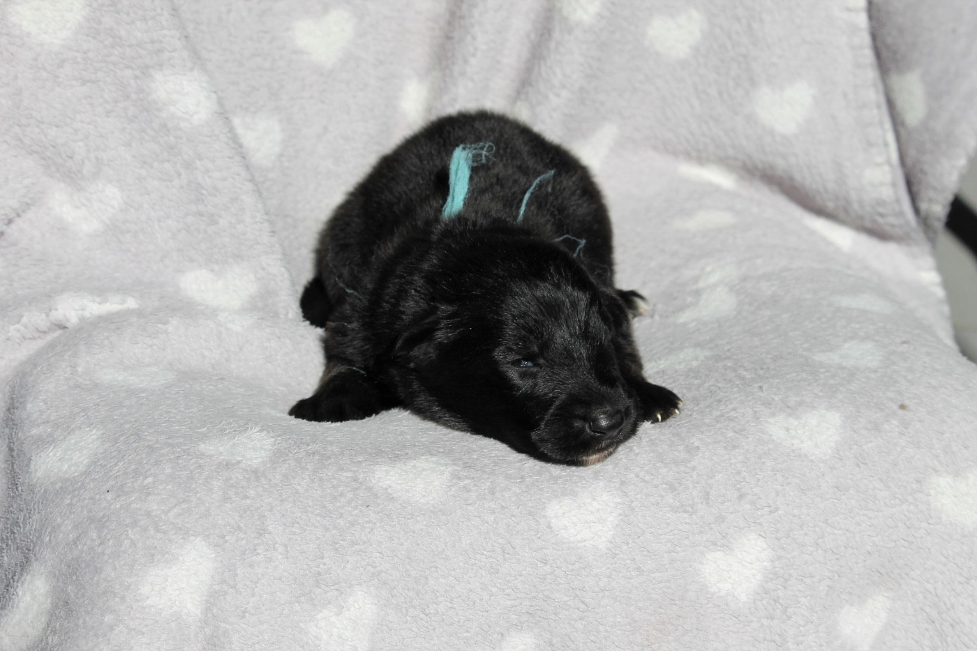 des Plaines de Champagne - Chiots disponibles - Berger Allemand Poil Long