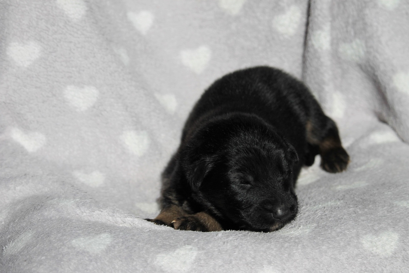 des Plaines de Champagne - Chiots disponibles - Berger Allemand Poil Long