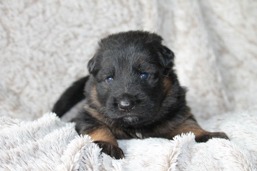 des Plaines de Champagne - Chiots disponibles - Berger Allemand Poil Long