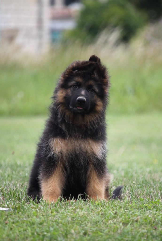 des Plaines de Champagne - Chiots disponibles - Berger Allemand Poil Long