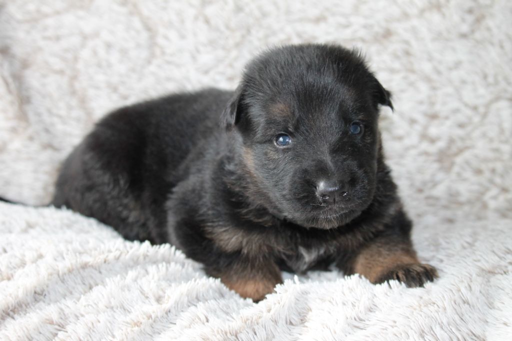 des Plaines de Champagne - Chiots disponibles - Berger Allemand Poil Long