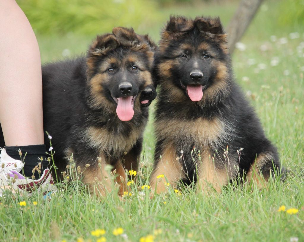 Chiot Berger Allemand Poil Long des Plaines de Champagne