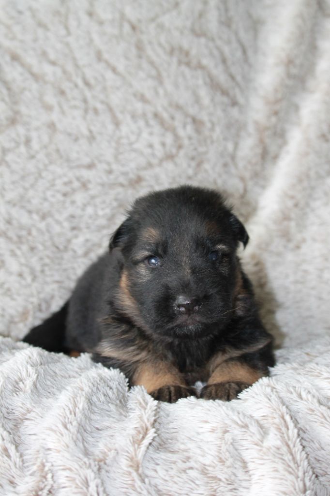 des Plaines de Champagne - Chiots disponibles - Berger Allemand Poil Long
