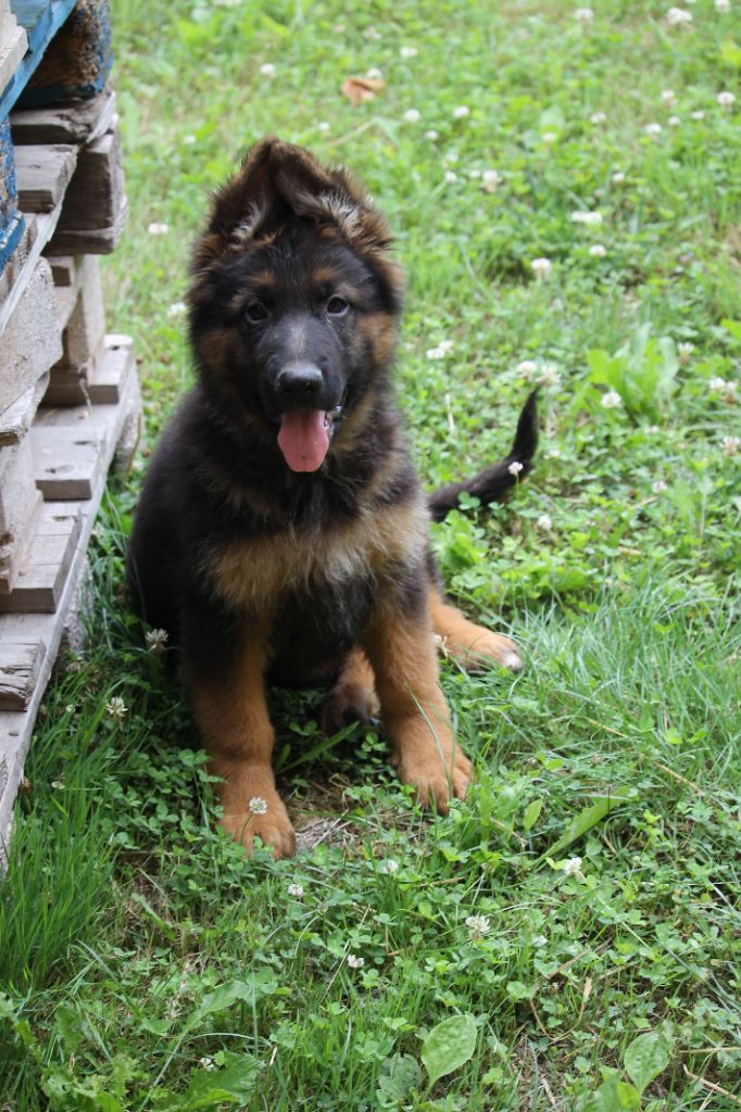 des Plaines de Champagne - Chiots disponibles - Berger Allemand Poil Long