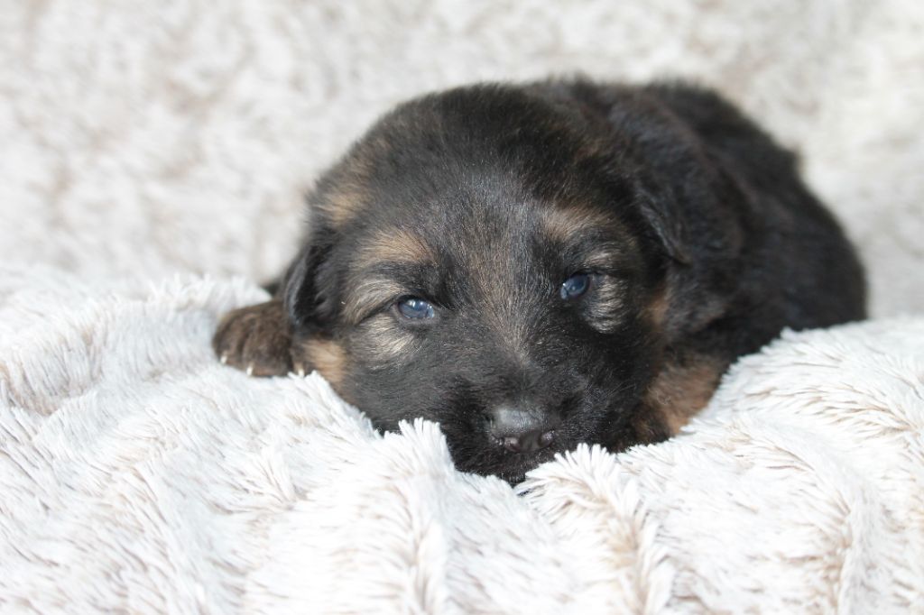 des Plaines de Champagne - Chiots disponibles - Berger Allemand Poil Long