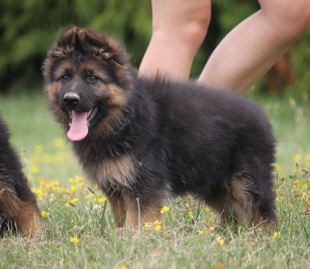 des Plaines de Champagne - Chiots disponibles - Berger Allemand Poil Long