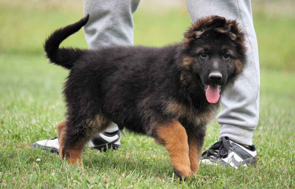 des Plaines de Champagne - Chiots disponibles - Berger Allemand Poil Long
