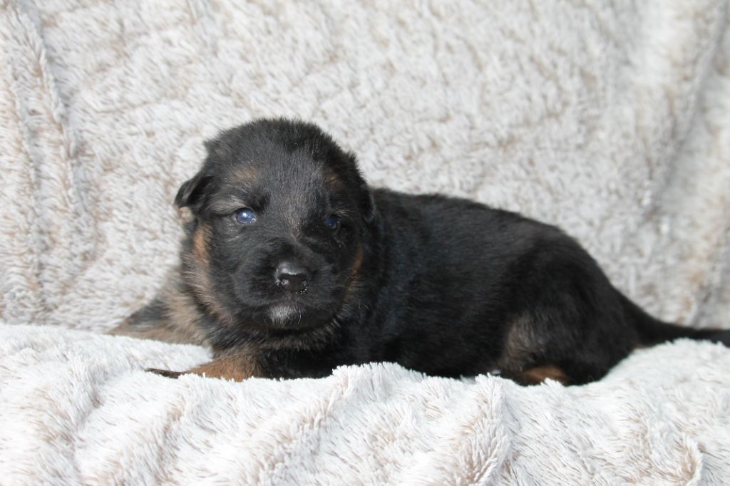 des Plaines de Champagne - Chiots disponibles - Berger Allemand Poil Long