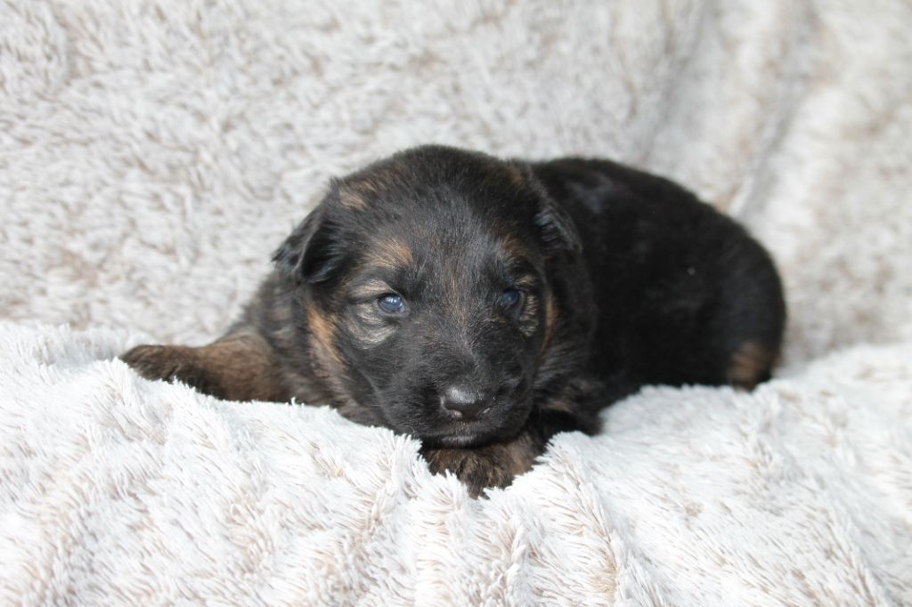 des Plaines de Champagne - Chiots disponibles - Berger Allemand Poil Long