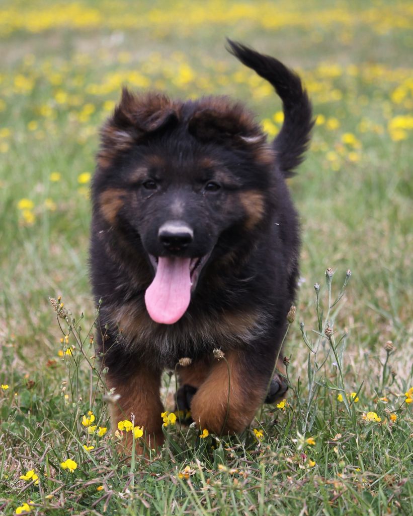 des Plaines de Champagne - Chiots disponibles - Berger Allemand Poil Long