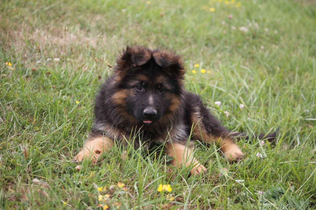 des Plaines de Champagne - Chiots disponibles - Berger Allemand Poil Long